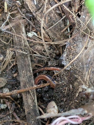 Eastern Red-backed Salamander