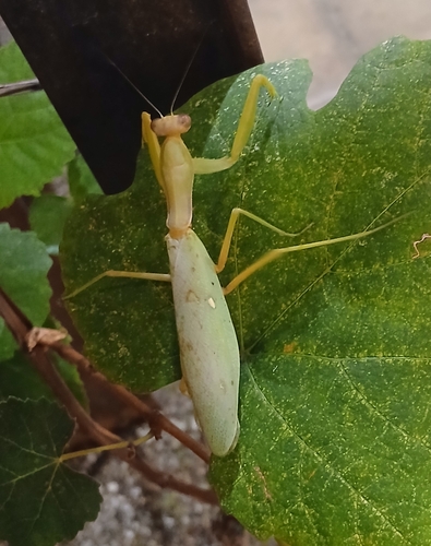 Transcaucasian Giant Mantis