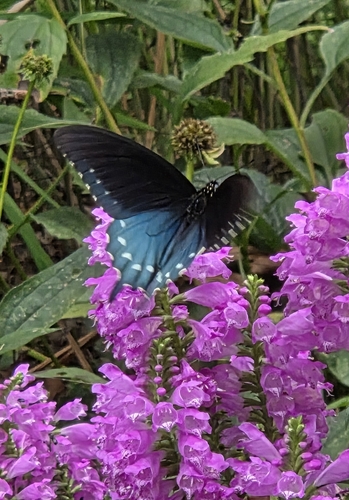 Pipevine Swallowtail