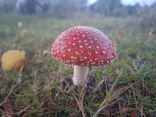 Fly Agaric