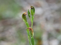 Pterostylis clivosa