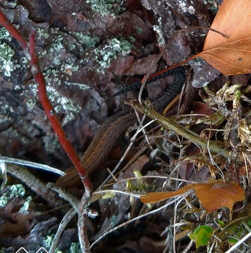 Viviparous Lizard