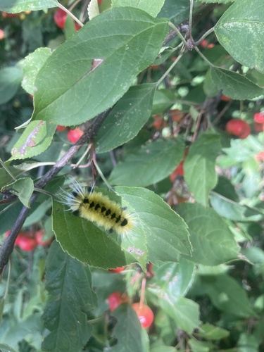 Spotted Tussock Moth