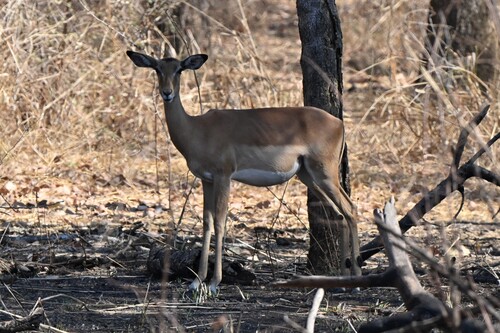 Common Impala
