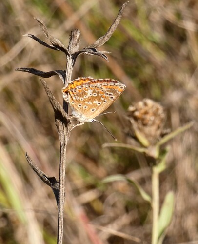 Southern Brown Argus