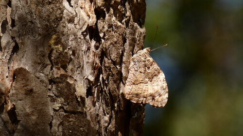 Woodland Grayling