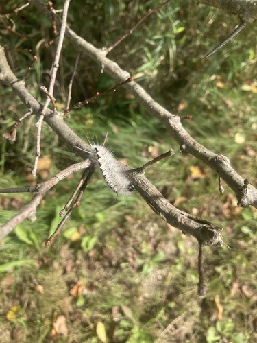 Hickory Tussock Moth