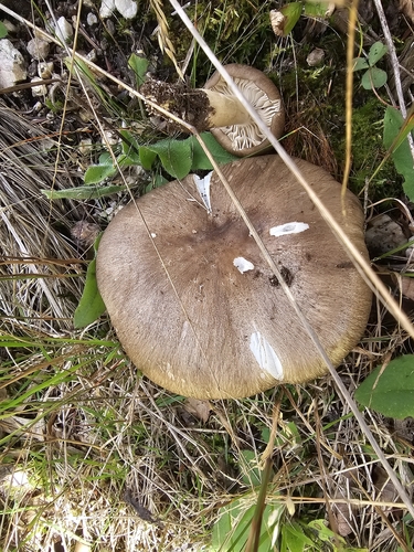 European Platterful Mushroom