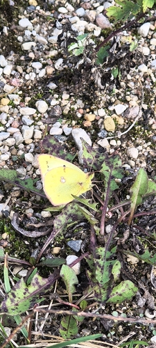 Pale Clouded Yellow
