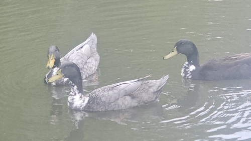 Domestic Mallard