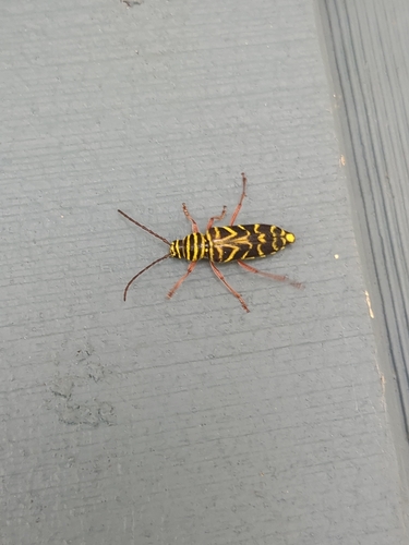 Locust Borer