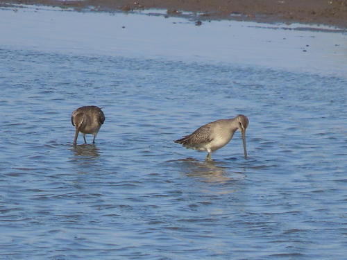 Long-billed Dowitcher