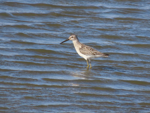 Stilt Sandpiper