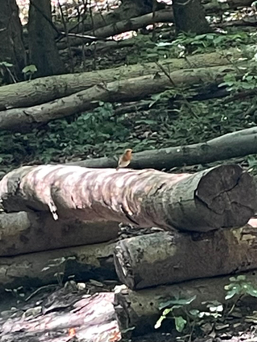 European Robin