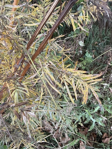 Thalictrum lucidum, photograph 1