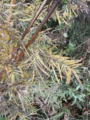 Thalictrum lucidum