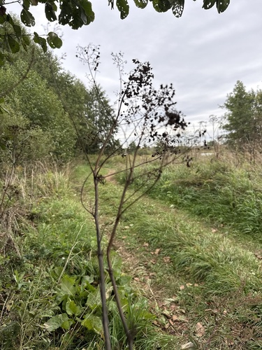 Thalictrum lucidum, photograph 2