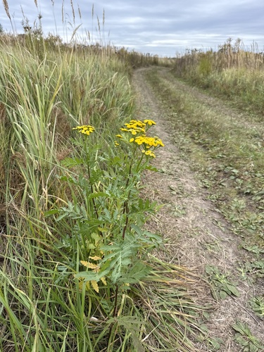 tansy