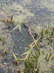(c) Stanislav Murashkin, some rights reserved (CC BY) Sagittaria sagittifolia, photograph (c) Stanislav Murashkin, some rights reserved (CC BY)