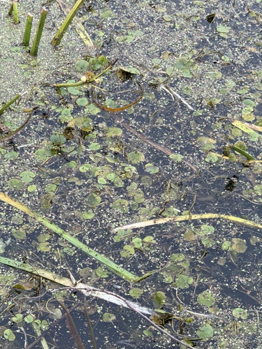 European Frog-bit