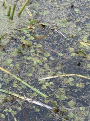 Hydrocharis morsus-ranae, photograph (c) Stanislav Murashkin, some rights reserved (CC BY)