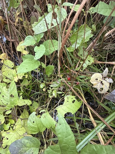 bittersweet nightshade