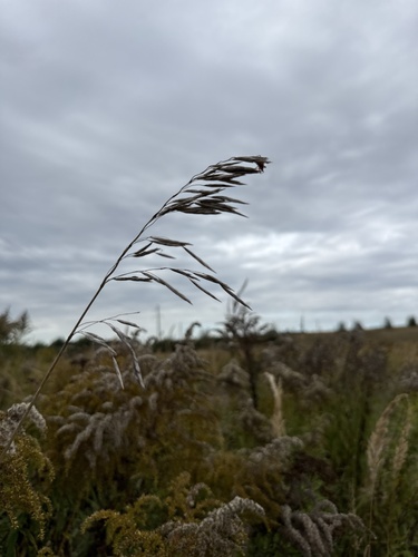 Smooth Brome