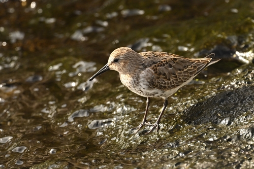 Dunlin