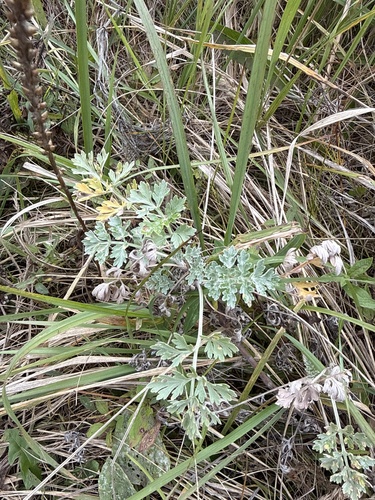 absinthe wormwood