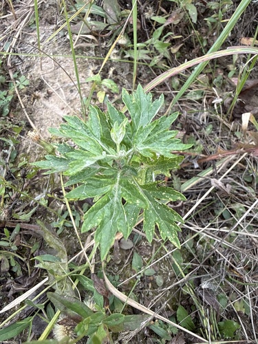 common mugwort