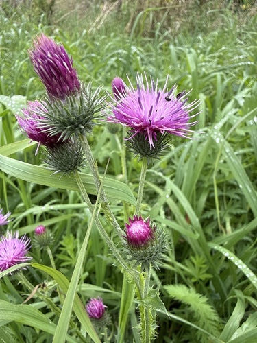 Carduus crispus, photograph 5