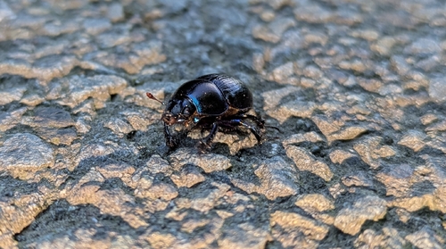 Woodland Dor Beetle