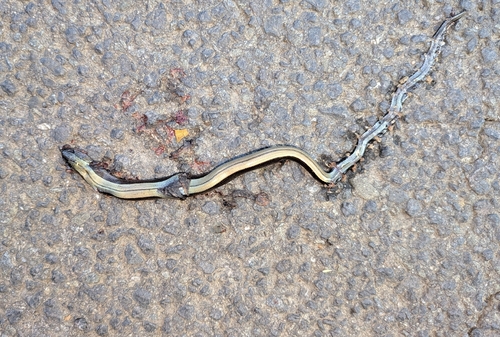 Common Slowworm