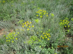 Pastinaca clausii