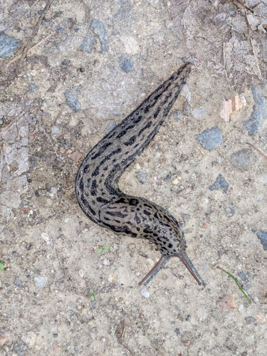 Leopard Slug