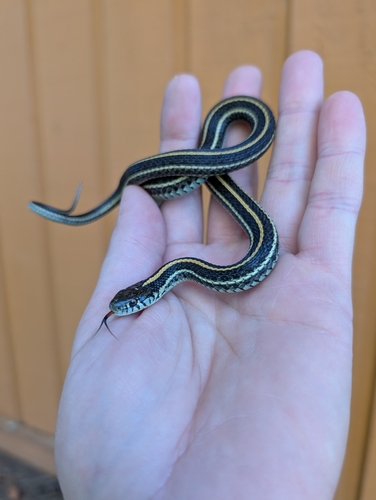 Plains Garter Snake