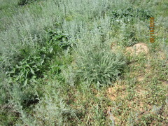 Tanacetum achilleifolium