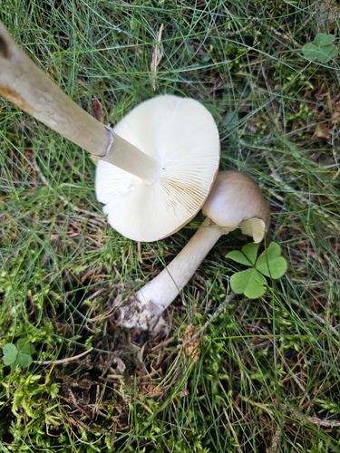 Grey-veiled Amanita