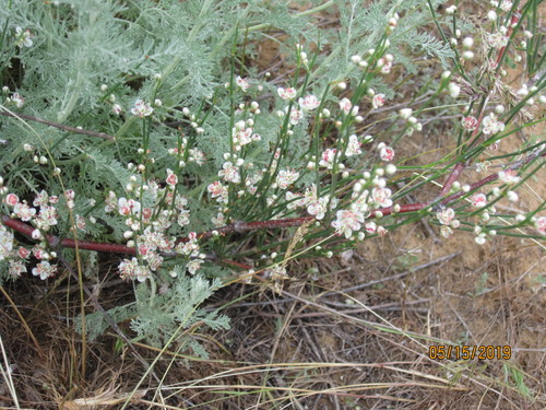 Calligonum aphyllum (Calligonum aphyllum)