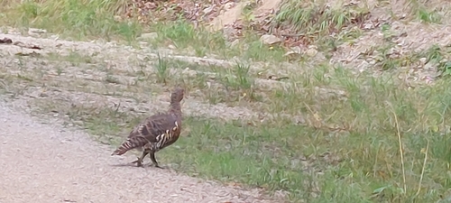 Western Capercaillie