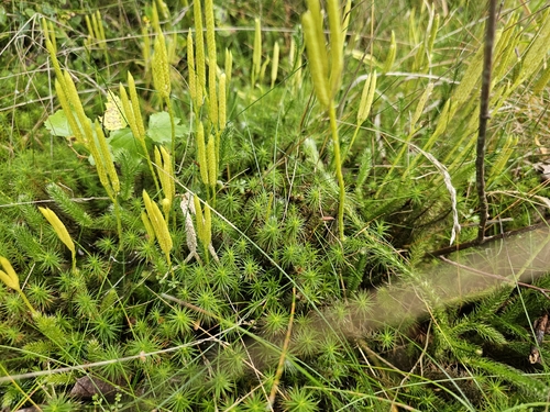 stag's-horn clubmoss
