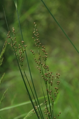 Juncus gracillimus