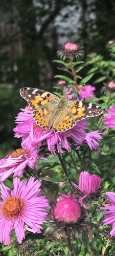 Painted Lady