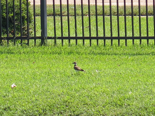 Killdeer