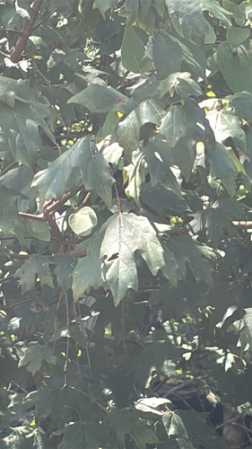 southern sugar maple