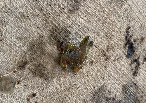 American Bullfrog