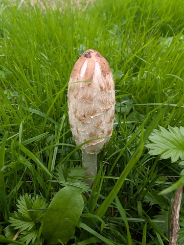 Shaggy Mane