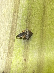 Conotrachelus anaglypticus