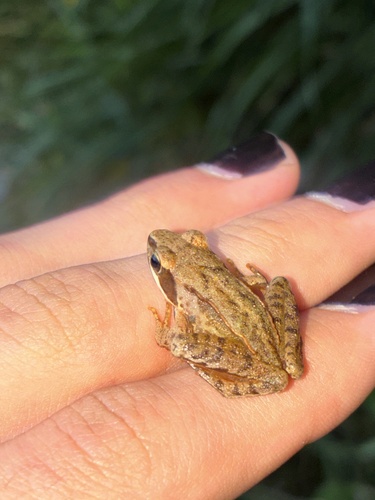 Agile Frog