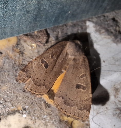 Lesser Yellow Underwing